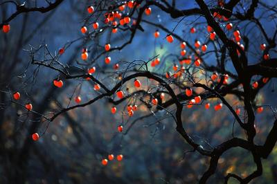 寒露时节  柿子红了皮
