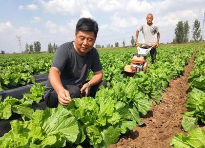 富了不忘乡亲 “育种大王”返乡当村官，胶州市胶北街道邰家村党支部书记王奕洪带领村民奔小康