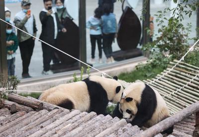西宁：熊猫馆里过假期
