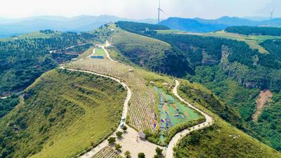 向往的生活 坐标潍坊薰衣草小镇——潮起胶东线上展（11）