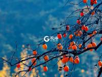 寒露时节  柿子红了皮