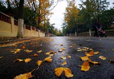 一场秋雨一场寒，雨后八大关落叶缤纷