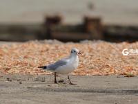 “神话之鸟” 中华凤头燕鸥现身青岛城阳