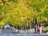 青岛“最美银杏大道”竟然不在八大关？