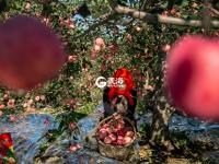 个儿大细腻甜润，旧店苹果迎来丰收季