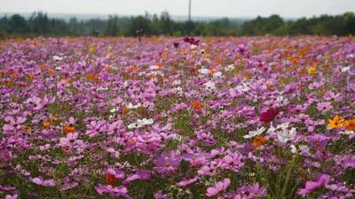 徜徉平度三合山花海，邂逅国庆中秋浪漫