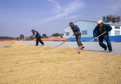 又是一年稻谷黄 你还记得儿时的秋收场景吗？