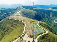 向往的生活 坐标潍坊薰衣草小镇——潮起胶东线上展（11）