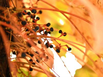 百年“爬墙虎” 映红老水塔 