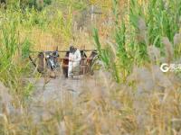 惹人醉，唐岛湾秋正浓