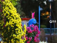 金秋菊展吸引爱花人