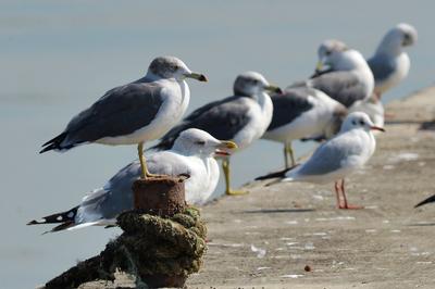 “神话之鸟” 中华凤头燕鸥现身青岛城阳