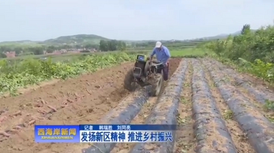 西海岸新区六汪镇店子村：红薯丰收 甜蜜致富