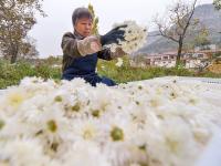 菊花种植铺就致富路
