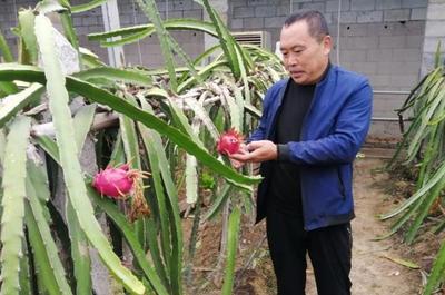 “火龙果”引来红火致富路，村民南果北种喜获丰收