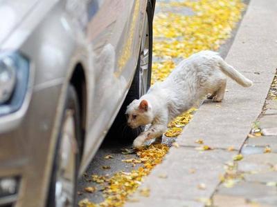 秋风再起，簌簌落叶为青岛增添诗情画意