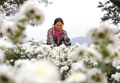 菊花种植铺就致富路