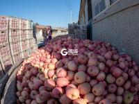 个儿大细腻甜润，旧店苹果迎来丰收季