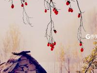 寒露时节  柿子红了皮