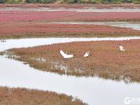 “红海滩”再现！碱蓬草进入最佳观赏季