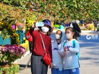 金秋菊展吸引爱花人