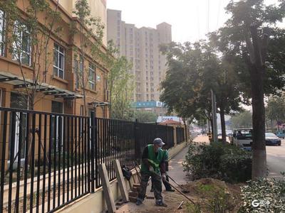 歪脖子树历经5小时被“扶正” 市北绿化二公司零秒响应解决百姓难题
