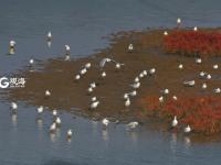濒危珍稀鸟类黑嘴鸥，回迁“红海滩”