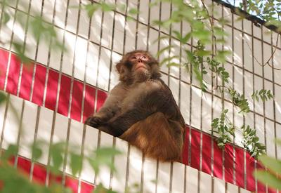 “大圣”惊现报社大院，连吃带玩不见外