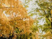 八大关的银杏黄啦，一起去拥抱深秋吧！