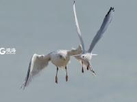 “神话之鸟” 中华凤头燕鸥现身青岛城阳