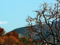 寒露时节  柿子红了皮