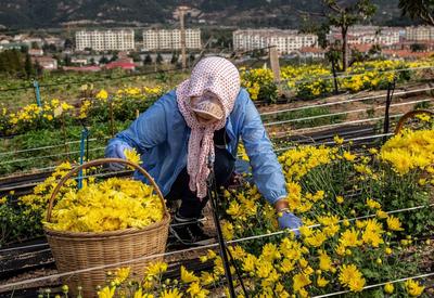 崂山：霜降后，菊飘香