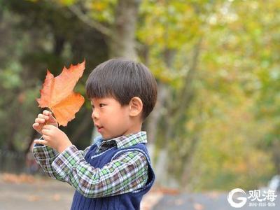 一场秋雨一场寒，雨后八大关落叶缤纷