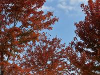 即墨区马山公园：漫山红遍的秋日风情