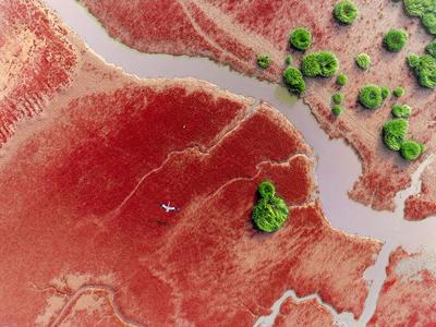 这里有片红色海洋，秋染红河滩美到窒息