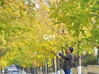 青岛“最美银杏大道”竟然不在八大关？