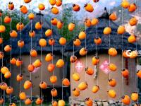 寒露时节  柿子红了皮