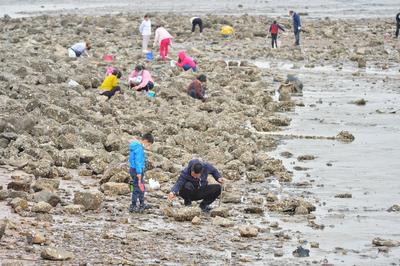 青岛：这里赶海，一挖一麻袋