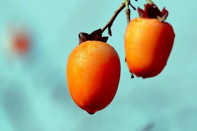 寒露时节  柿子红了皮