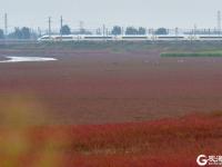 “红海滩”再现！碱蓬草进入最佳观赏季