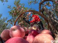 个儿大细腻甜润，旧店苹果迎来丰收季