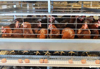 15万只鸡如何做到只需要1个人饲养？