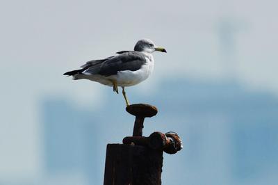 “神话之鸟” 中华凤头燕鸥现身青岛城阳