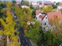 青岛“最美银杏大道”竟然不在八大关？