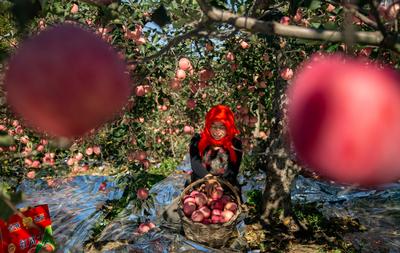 个儿大细腻甜润，旧店苹果迎来丰收季