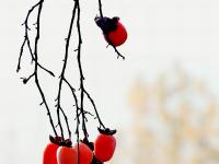 寒露时节  柿子红了皮