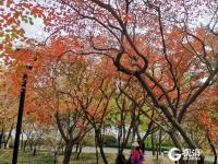 航拍李村公园：美景与烟火气共生