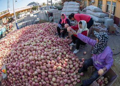 个儿大细腻甜润，旧店苹果迎来丰收季