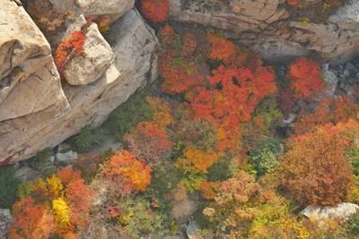 层林尽染，崂山巨峰秋意正艳