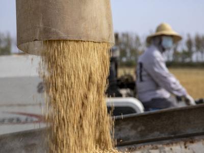 又是一年稻谷黄 你还记得儿时的秋收场景吗？